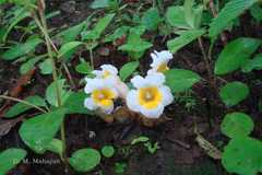 Christisonia calcarata